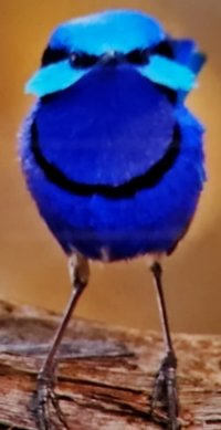 これが正面ですが この鳥の顔どうなってますか 名前を教 Yahoo 知恵袋