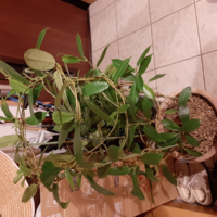 サンパラソルの冬越しについてご存知の方 ご教授ください 去年か Yahoo 知恵袋