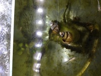 ヒメタニシ ジャンボタニシ メダカの水槽にタニシをいれたくて Yahoo 知恵袋