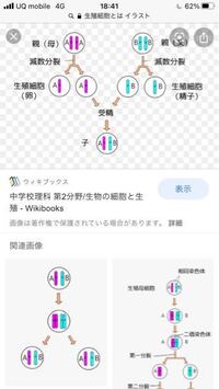 これは体細胞分裂とは違うのでしょうか それなら減数分裂と体細胞 Yahoo 知恵袋