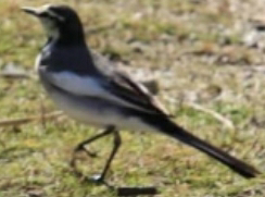 この鳥がシッポフリフリして歩いて来て 米食べました なんてい Yahoo 知恵袋