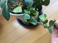 観葉植物の葉で 萎れてる上に白っぽいんですけど これってうど Yahoo 知恵袋