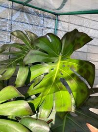 モンステラなのですが 今年初めての冬で2階ベランダに温室を作りその中で Yahoo 知恵袋