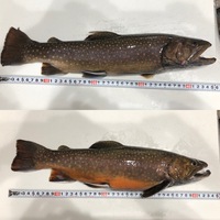 ブルックトラウトとジャガートラウトの見分けかたについての質問です 管釣りによ Yahoo 知恵袋