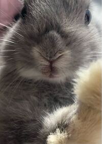 うさぎ膿瘍 2ヶ月のうさぎです 写真のように口元が若干 Yahoo 知恵袋