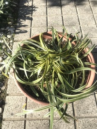 ヤブランが咲かなかったのはなぜでしょうか 植えて2年経過した中庭のヤブラ Yahoo 知恵袋