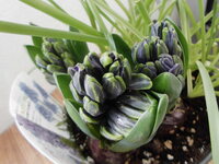 花の苗を コメリ でよく買っています 値段もさほど高く無いですし 品 Yahoo 知恵袋