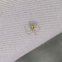 緑色の蜘蛛を見つけました新種 緑色の蜘蛛みたいなのを見ました Yahoo 知恵袋