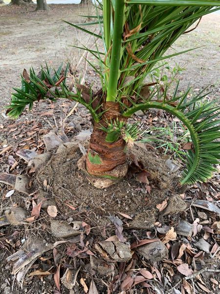 ソテツの胴切りについて質問させてください。先日地植えの蘇鉄、幹の高