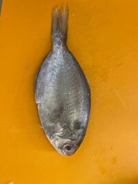 このお魚何かわかる方いましたら 教えていただきたいです Yahoo 知恵袋