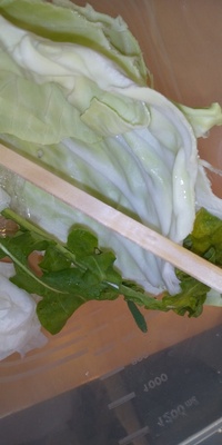 親類が作っているキャベツをいただいたら 青虫がついてきました た Yahoo 知恵袋