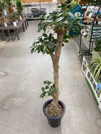 観葉植物の購入を考えています ホームセンターで見つけたのですが 店員さ Yahoo 知恵袋