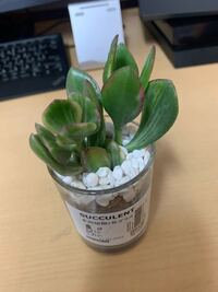 昨年 夏くらいにikeaで購入したパキラの元気がなくなってきました 観葉植物 Yahoo 知恵袋