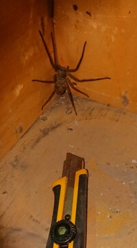 滋賀県内の工場勤務です。

荷を検品してたらこんなクモがいました。沢蟹位の大きさです。
初めて見ました、珍しいのでしょうか？ 駆除してもいいのかな？