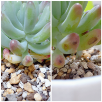 最近多肉植物にはまり セダムの乙女心を2日前くらいに買って部 Yahoo 知恵袋