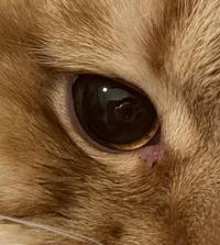 猫の目に気泡のようなものができていました 病院に連れていくべきでしょう Yahoo 知恵袋