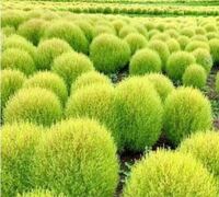 コキア２品種 ８月にコキアの苗 当初cm程度 を3本購入し Yahoo 知恵袋