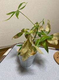 観葉植物が枯れてしまいました ここからの復活は不可能で Yahoo 知恵袋