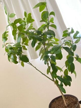 年4月にレモンの2年生接ぎ木苗を購入しました この春に Yahoo 知恵袋