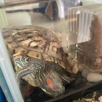 昨日の昼間亀が水槽でひっくり返っていたので起こすと全く動かない Yahoo 知恵袋