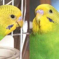 セキセイインコの嘴の長さについて教えて下さい うちの2ヶ月半の雄 Yahoo 知恵袋