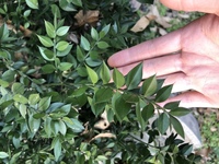 裸子植物のマツは受粉してから1年以上かけて種子ができますが 被子 Yahoo 知恵袋