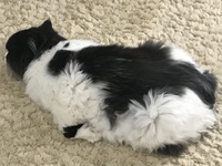 うちの猫の寝相が変わってる様に思うのですが、皆さんの猫もこんな寝方しますか？
うつ伏せで腕を体の下に真っ直ぐ収納してねます。 