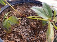 昨年買ったクリスマスローズの苗が 写真の様な状態です それで質問さ Yahoo 知恵袋