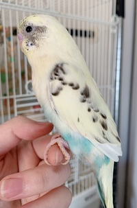 セキセイインコの品種を教えてください 11月生まれの多分オスをお迎えし Yahoo 知恵袋