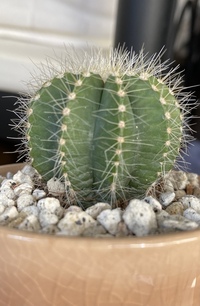 サボテンのしわ 100均で買ったものです 太陽が出ているあいだは常に Yahoo 知恵袋