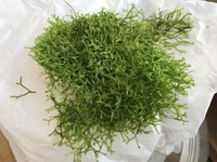 この苔は何という種類の苔ですか ハイゴケ類と思います Yahoo 知恵袋