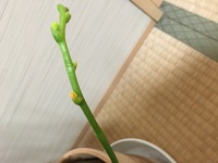 胡蝶蘭の新しい花芽が出て欲しいんですがどうしたら良いでしょうか Yahoo 知恵袋