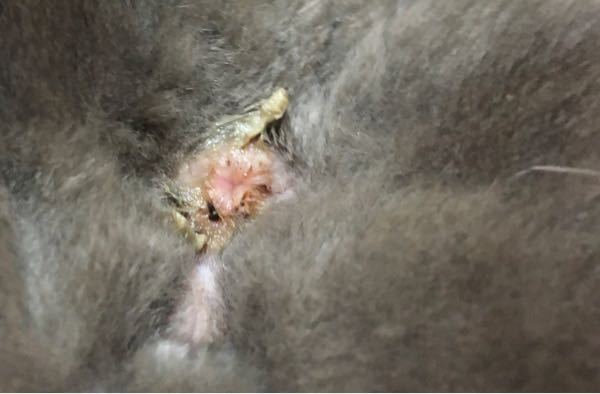 閲覧注意猫のお尻についていた これは何でしょうか 臭い匂いが Yahoo 知恵袋