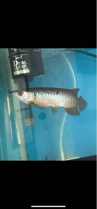 ポリプテルスは水温何度くらいがいいですか 熱帯魚 古代魚 水槽 水質 稚魚 Yahoo 知恵袋