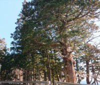 一番手前の太い木はなんの木ですか 杉 松 Yahoo 知恵袋