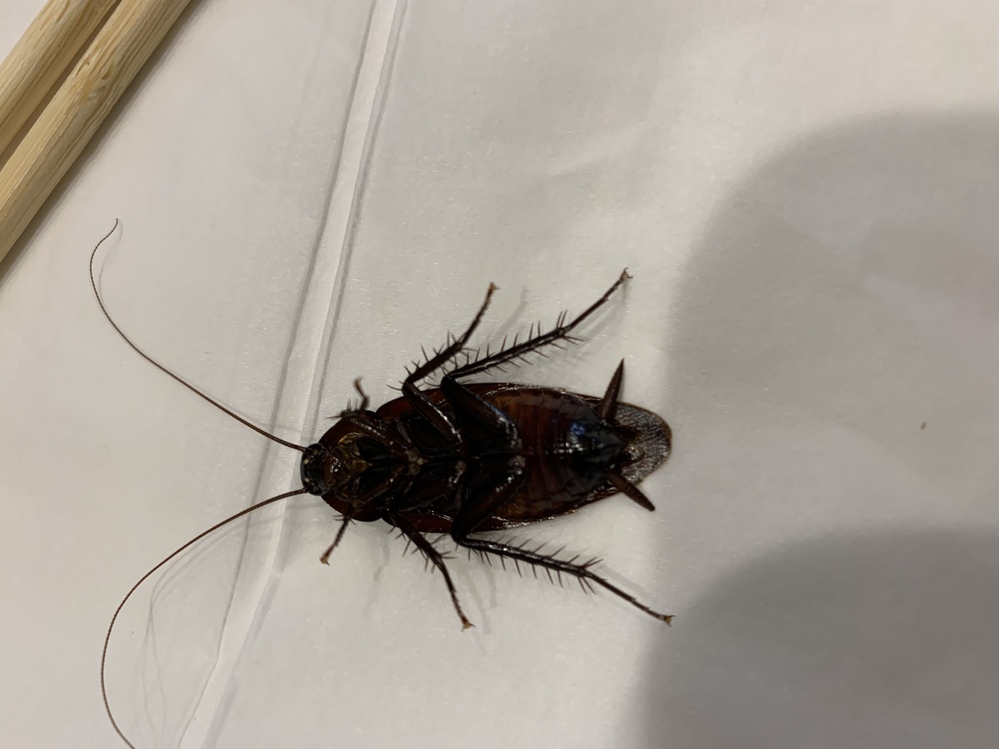 害虫 ねずみ すべての質問 Yahoo 知恵袋