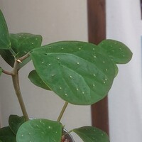 この観葉植物の種類はなんでしょうか 母が買ってきたのですが Yahoo 知恵袋