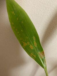 観葉植物の病気でしょうか フィロデンドロンの葉に斑点が出来てしまいまし Yahoo 知恵袋