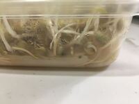 豆苗の中に幼虫がわいていたのですが この虫はどこからやってくるのですか Yahoo 知恵袋