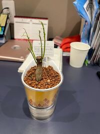 写真のクロトンですが 元気がなくなり 葉が枯れてパリパリにな Yahoo 知恵袋