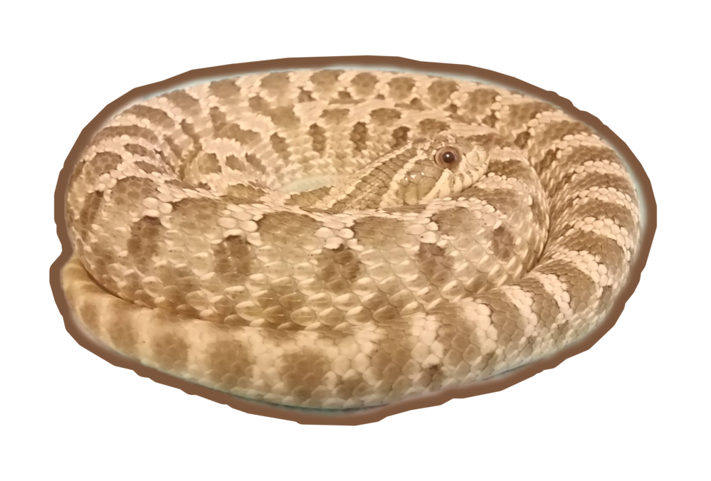 ライオンが アナコンダかも ニシキヘビに捕食されてる様子らしいのですが Yahoo 知恵袋