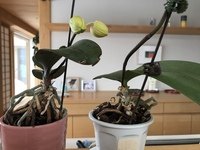 胡蝶蘭の植え替えについて教えてください 頂き物の胡蝶蘭 花が Yahoo 知恵袋