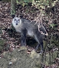 もののけ姫のシシ神は鹿ですよね カモシカ 鹿のことをシシと言 Yahoo 知恵袋