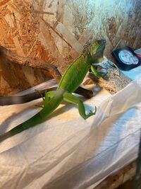 イグアナを飼っているのですが オスかメスか見分け方が分かりません Yahoo 知恵袋