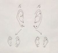 ピアスを増やしたいのですが どっちの耳に増やした方がいいと思いますか Yahoo 知恵袋