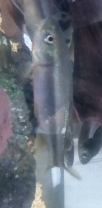 これはカワムツで間違いなさそうですか 腹びれが赤くなって来 Yahoo 知恵袋