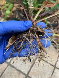 ネコブセンチュウに農薬以外で仕返ししたいんです ニンジン Yahoo 知恵袋