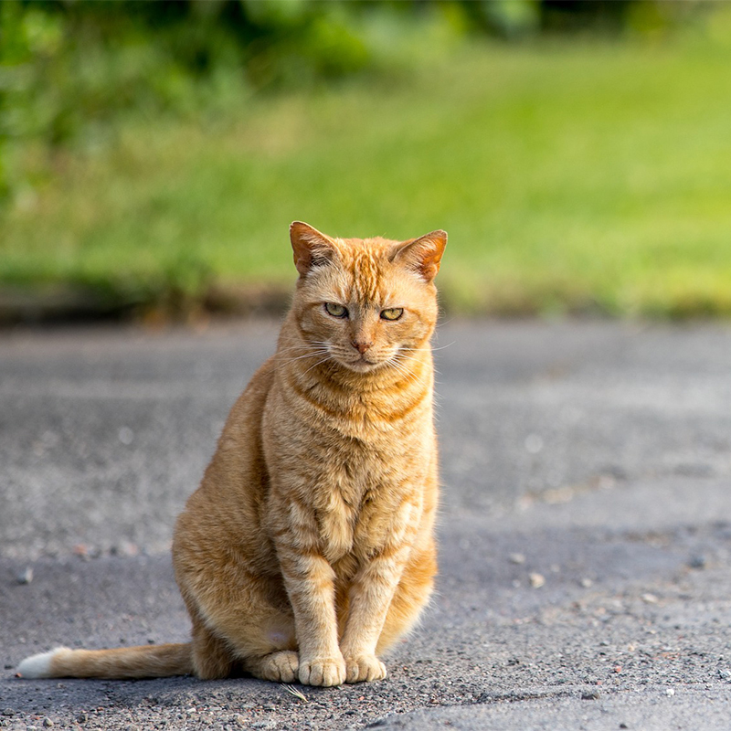 猫はたびたび交通事故にあってしまう可哀想な生き物ですか？(Φ 