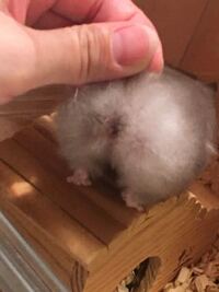 ペットショップで飼ったロングヘアーのハムスターなのですが も Yahoo 知恵袋