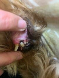 犬の歯茎の黒いものはなんですか 単なる色素だと思います 上顎も Yahoo 知恵袋